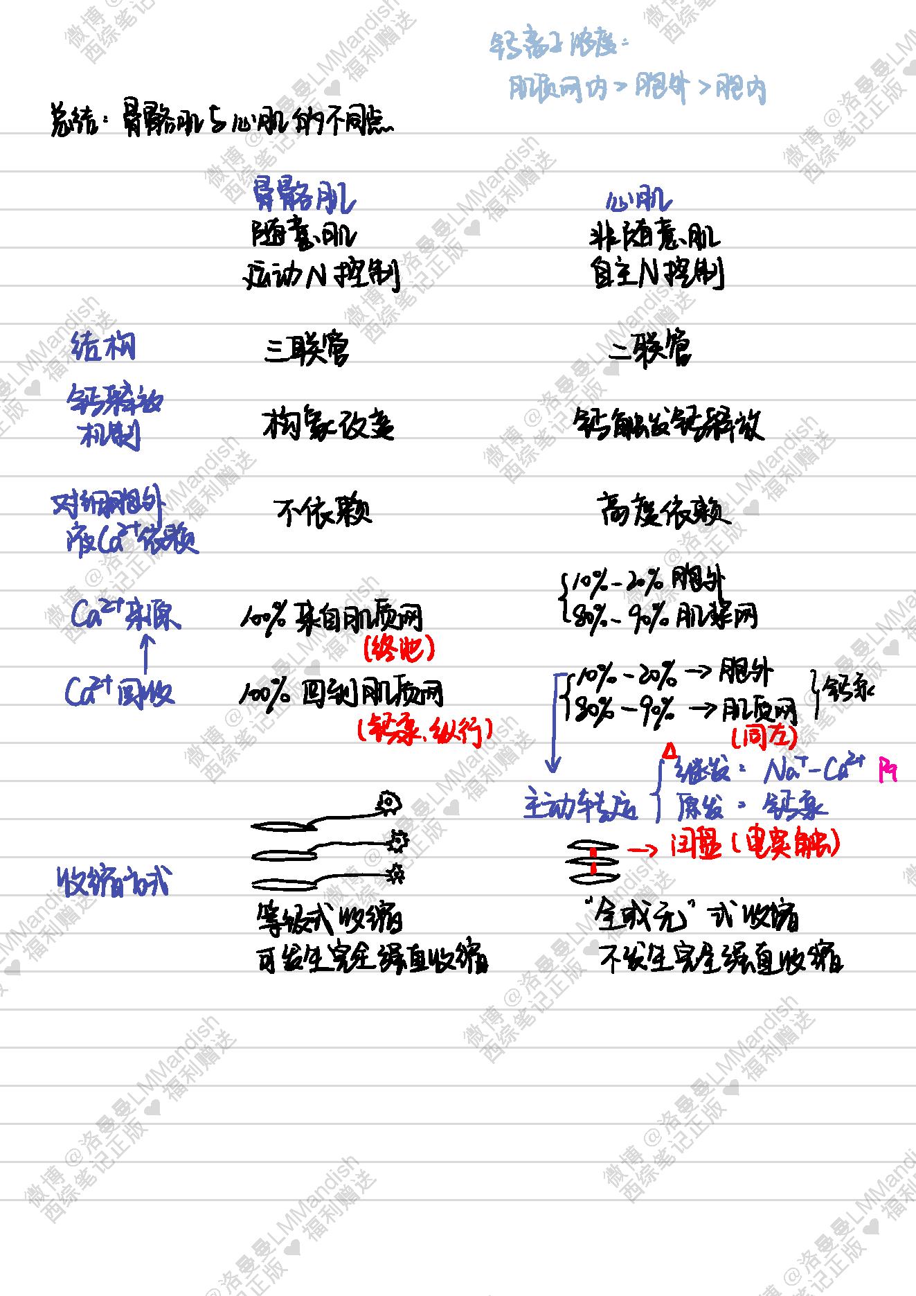 生理_西综笔记福利@洛曼曼LMMandish.pdf_第18页