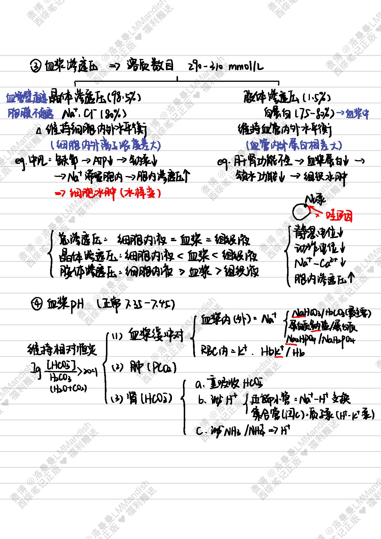 生理_西综笔记福利@洛曼曼LMMandish.pdf_第20页