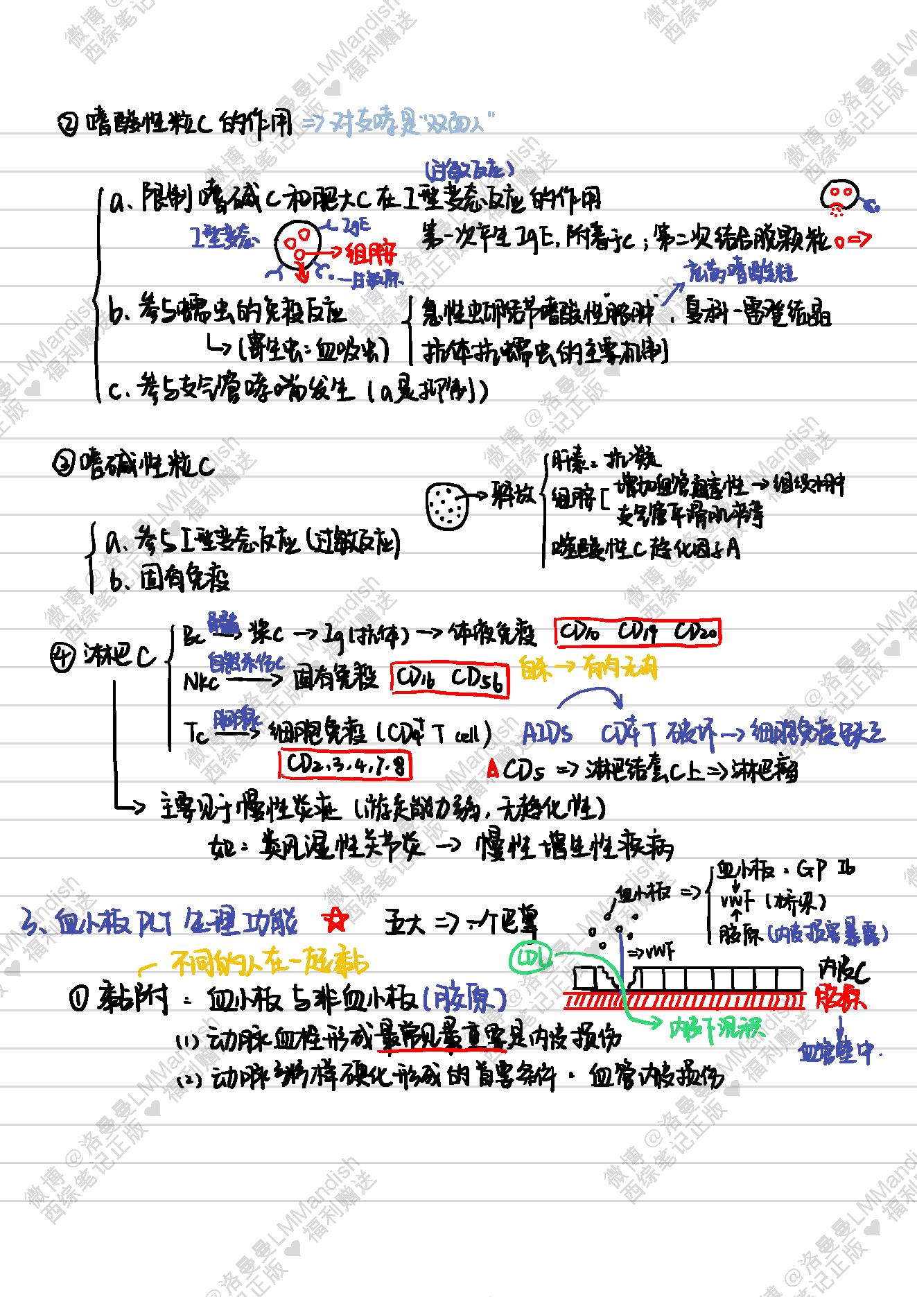 生理_西综笔记福利@洛曼曼LMMandish.pdf_第24页