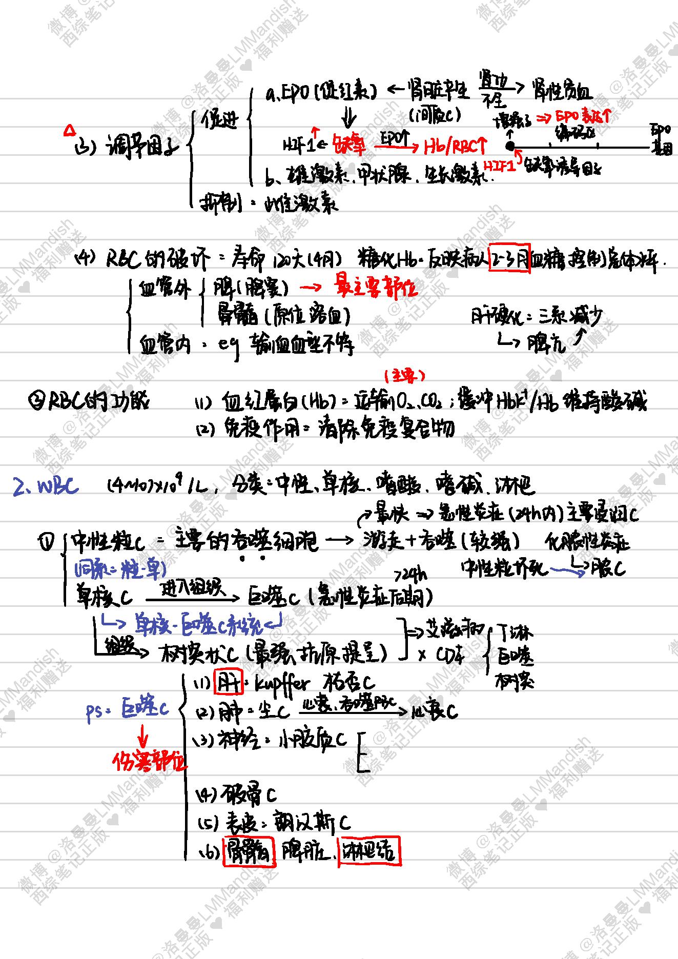 生理_西综笔记福利@洛曼曼LMMandish.pdf_第23页