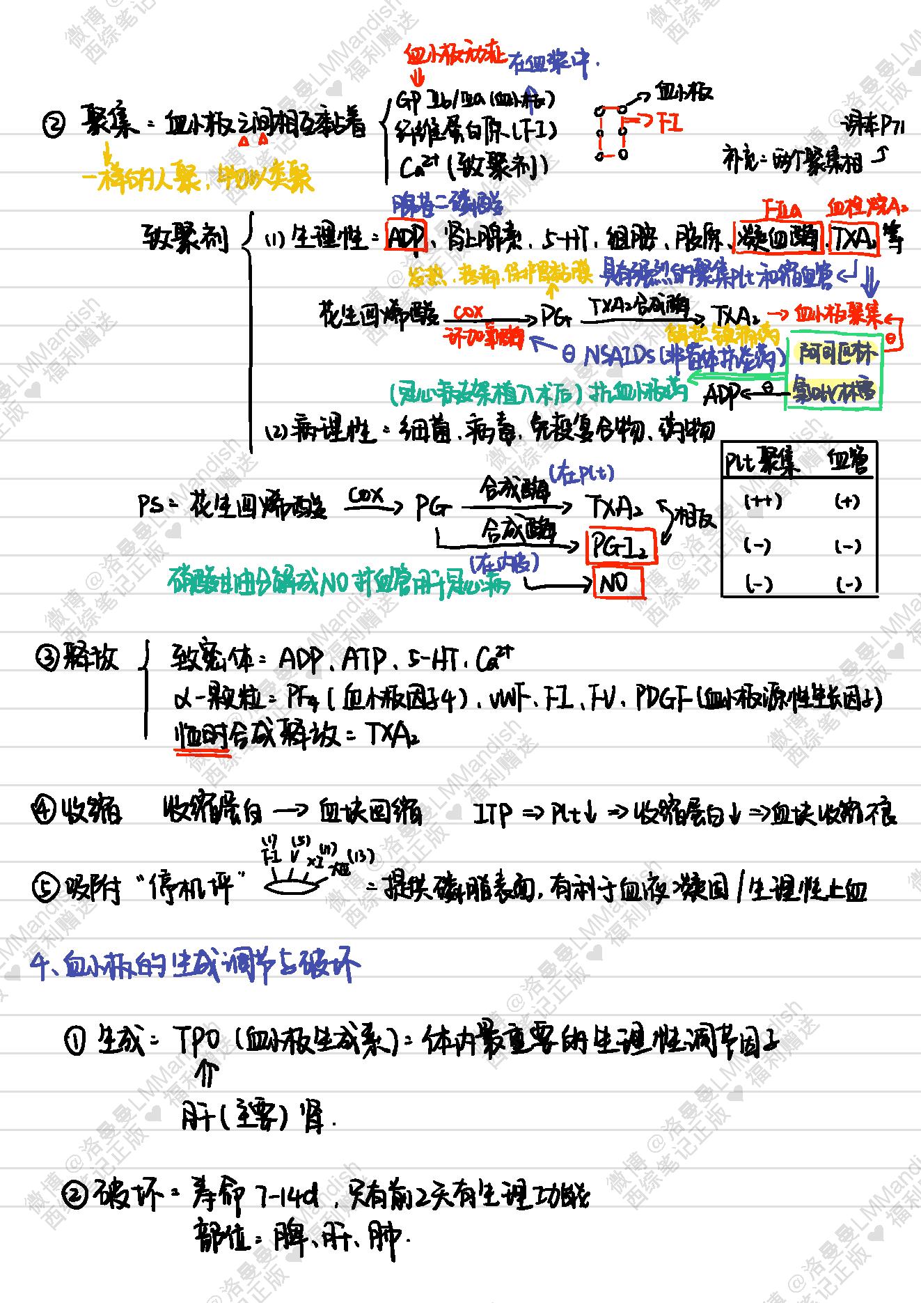 生理_西综笔记福利@洛曼曼LMMandish.pdf_第25页