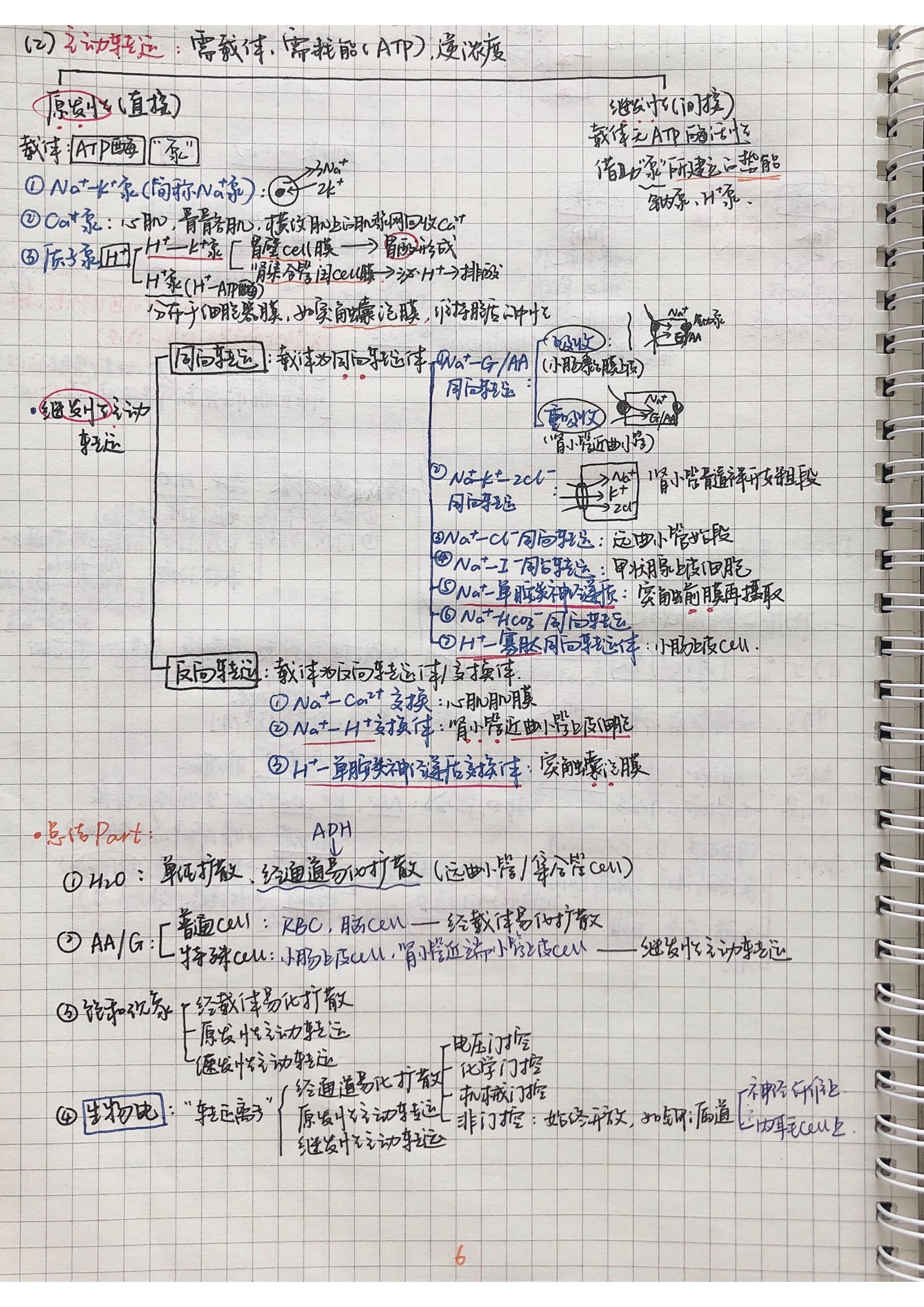 生理学笔记手写.pdf_第5页