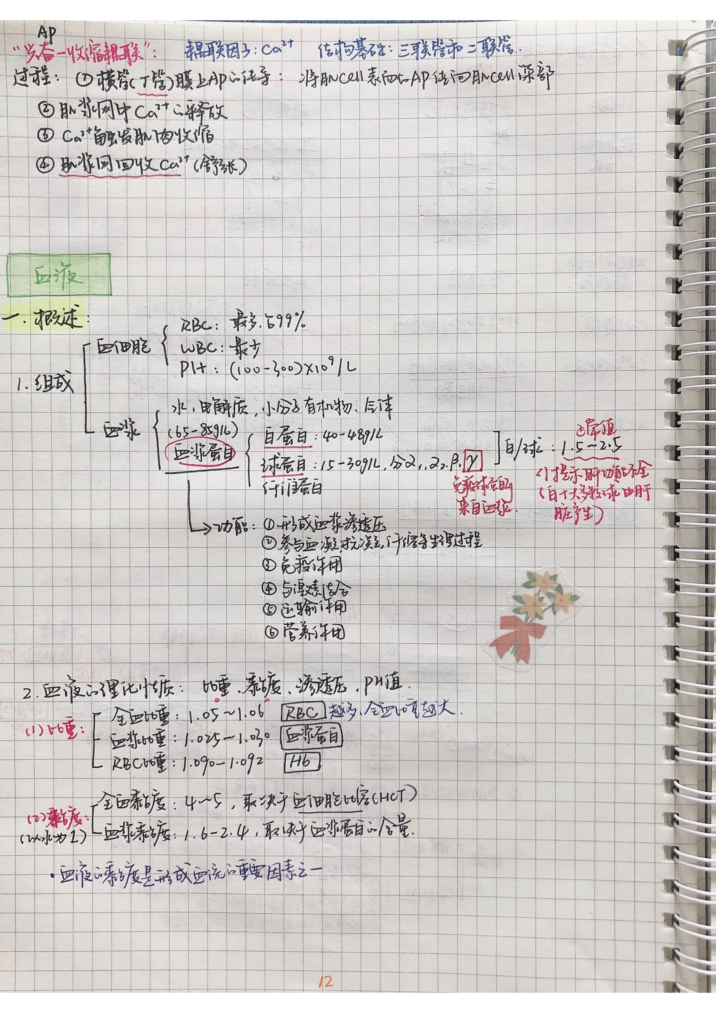 生理学笔记手写.pdf_第11页