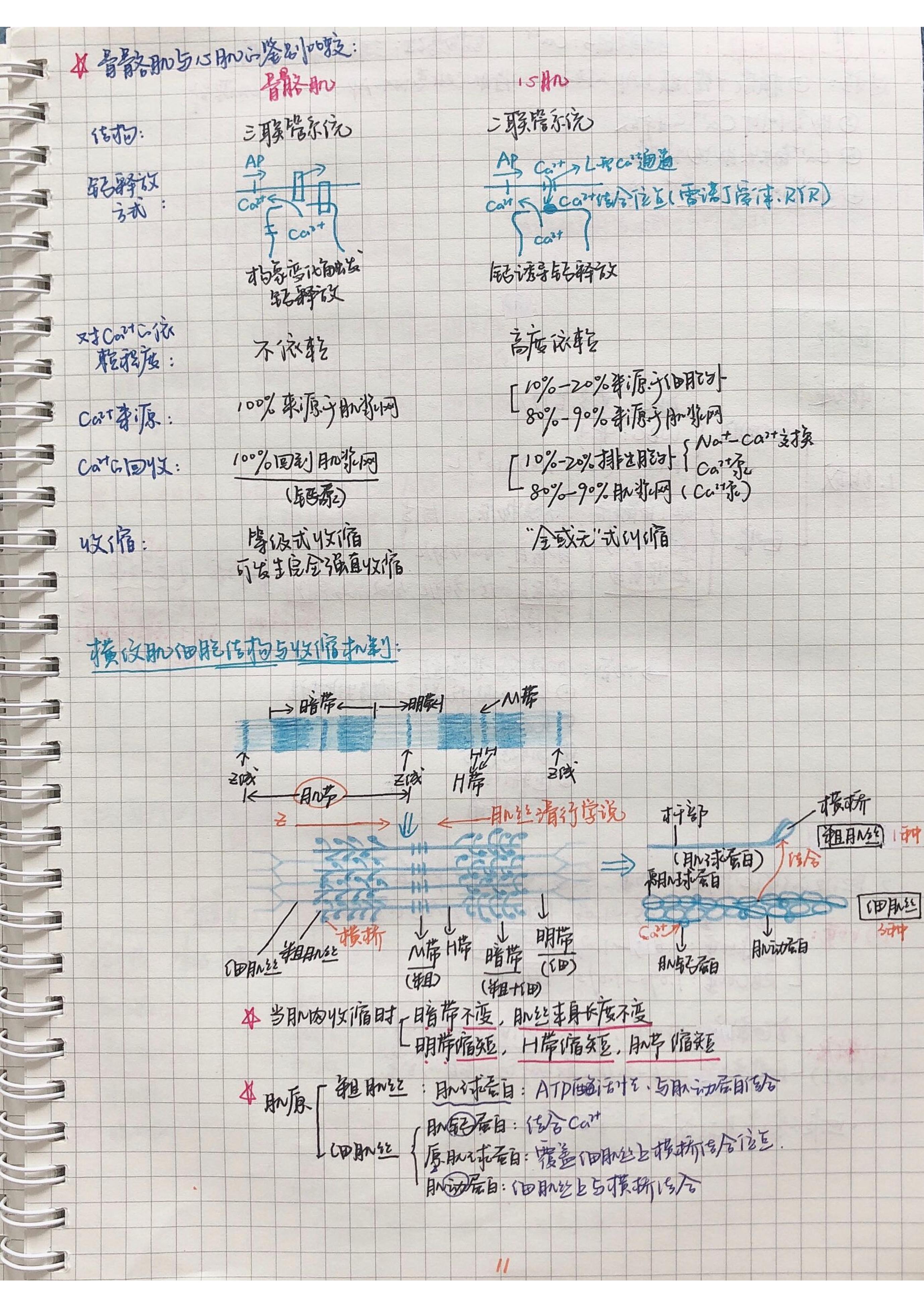 生理学笔记手写.pdf_第10页