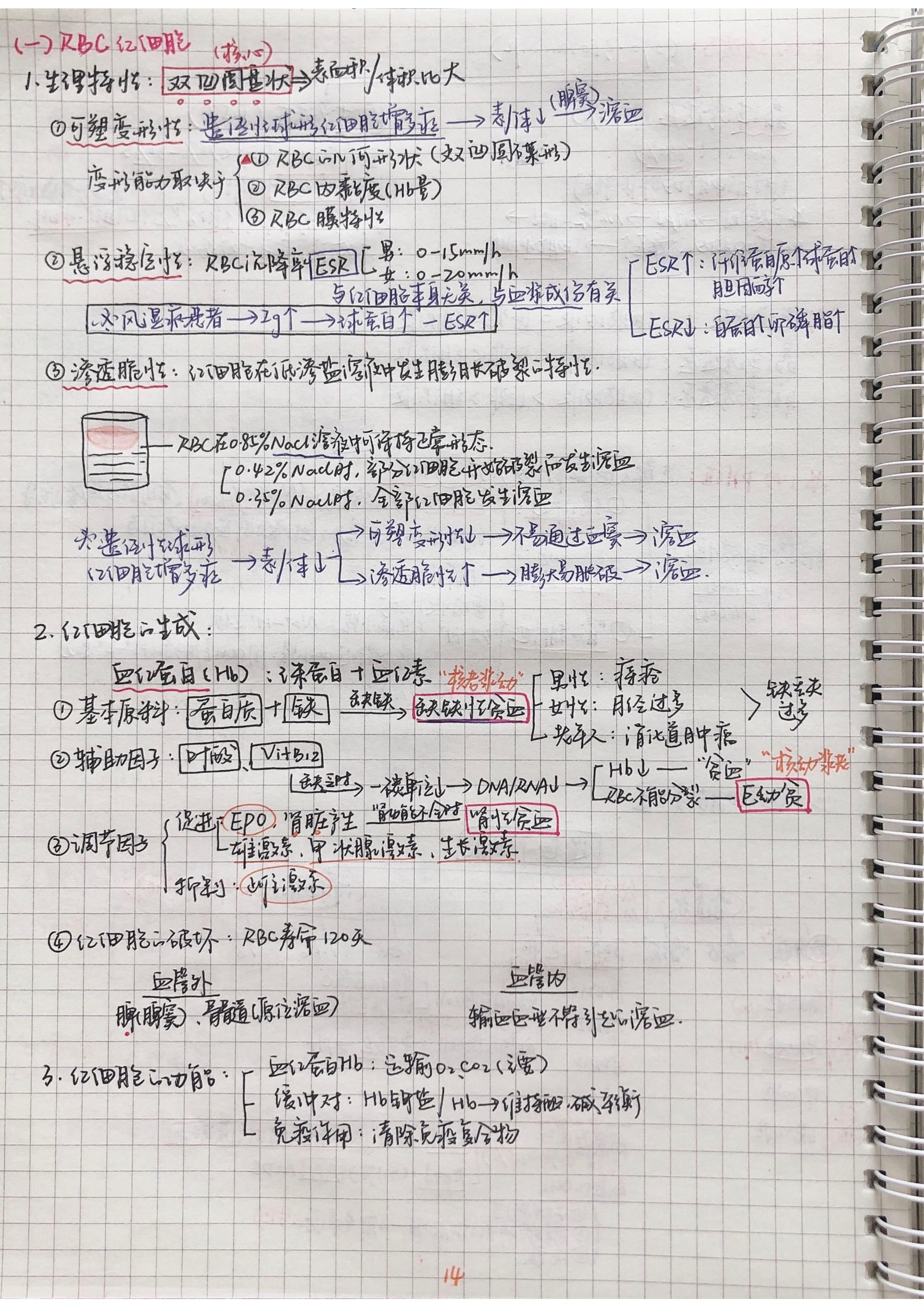 生理学笔记手写.pdf_第13页