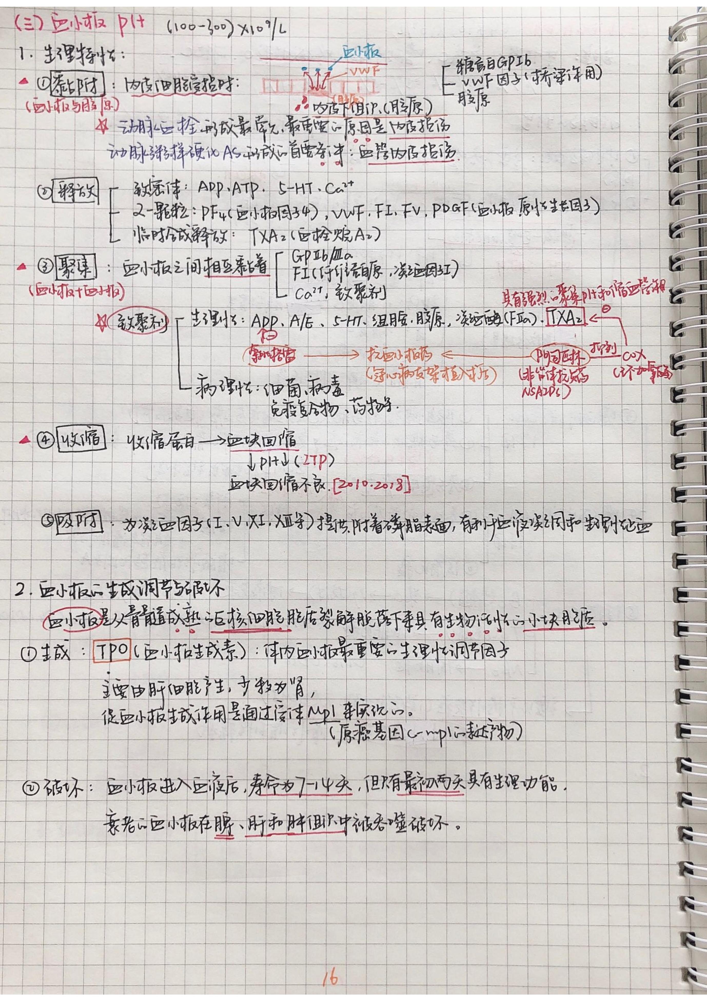 生理学笔记手写.pdf_第15页