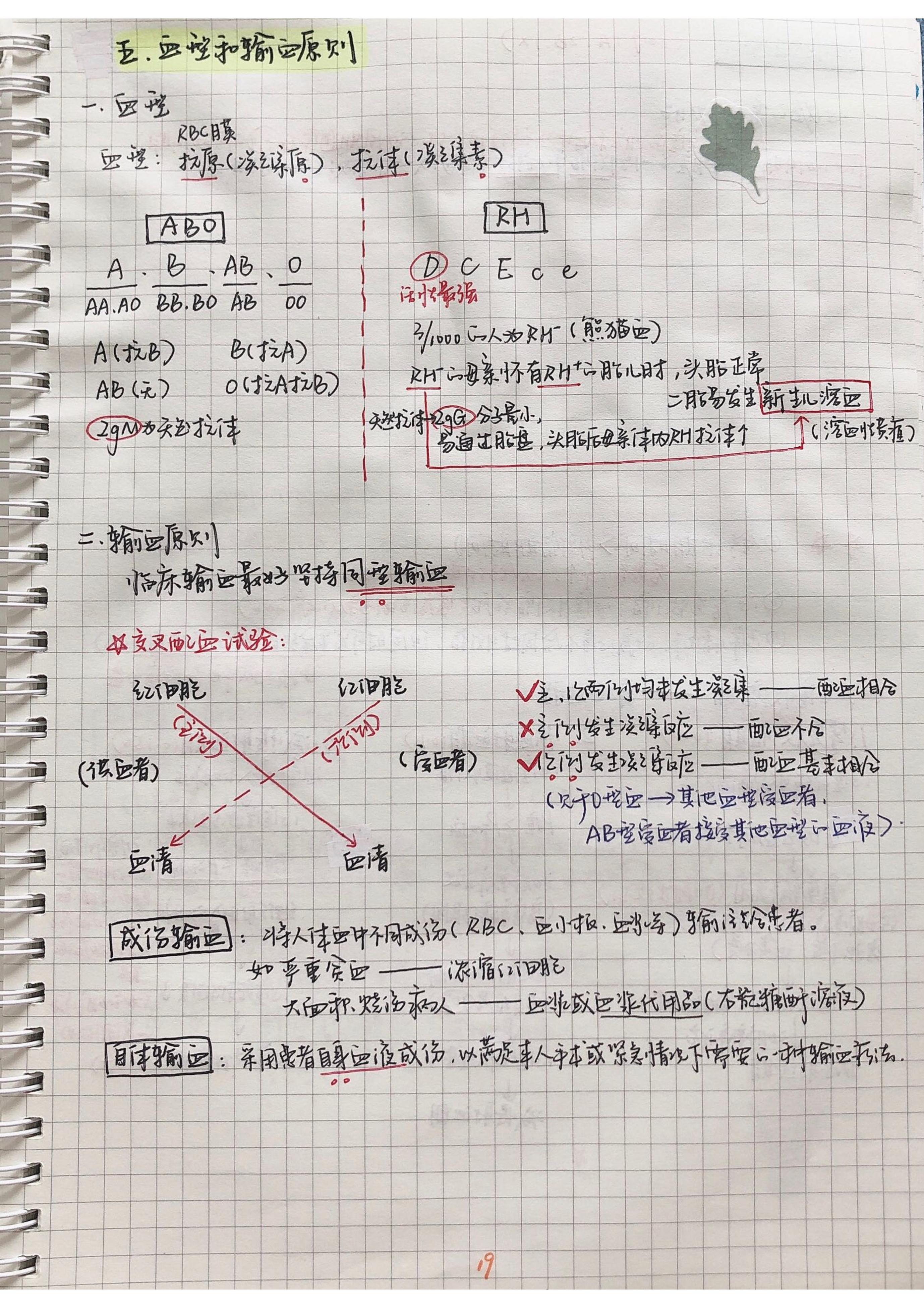 生理学笔记手写.pdf_第18页