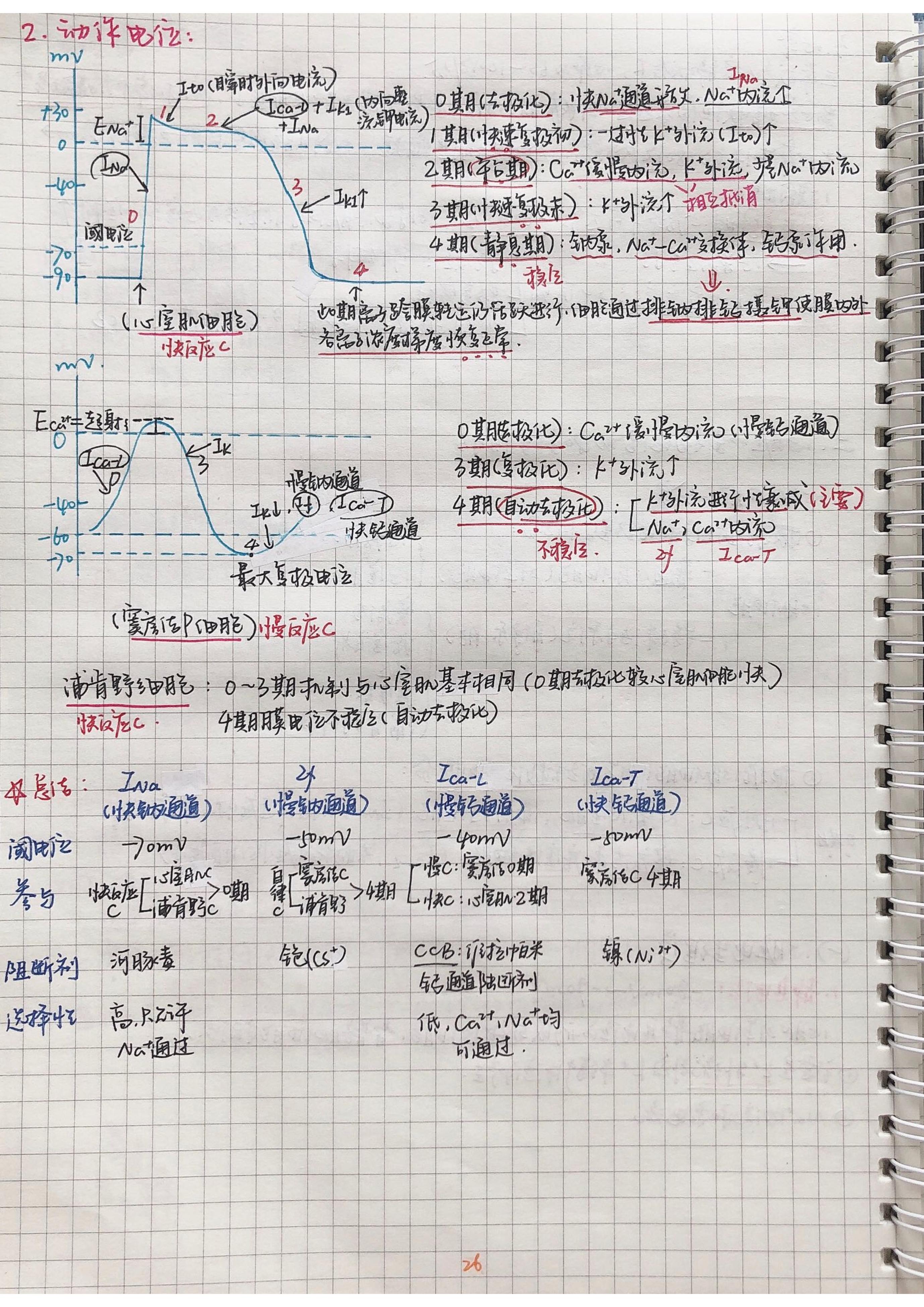 生理学笔记手写.pdf_第25页