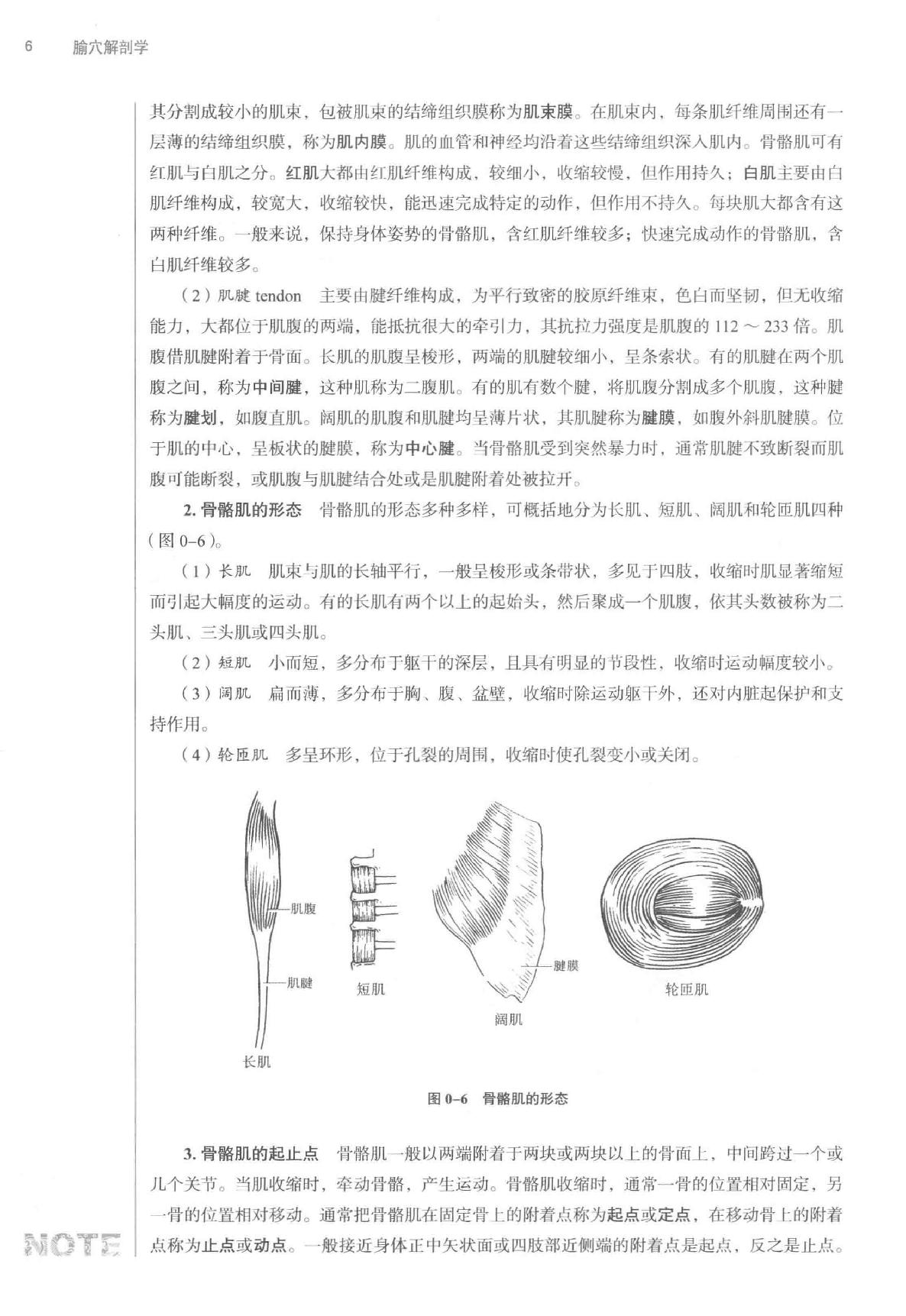 腧穴解剖学.pdf_第17页