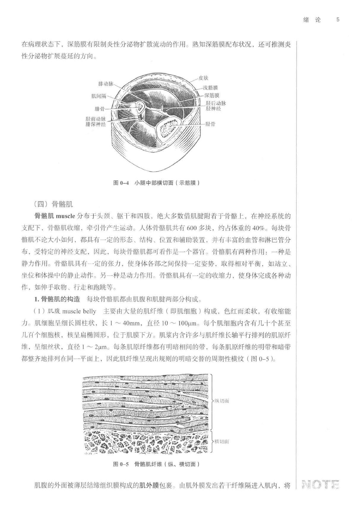 腧穴解剖学.pdf_第16页