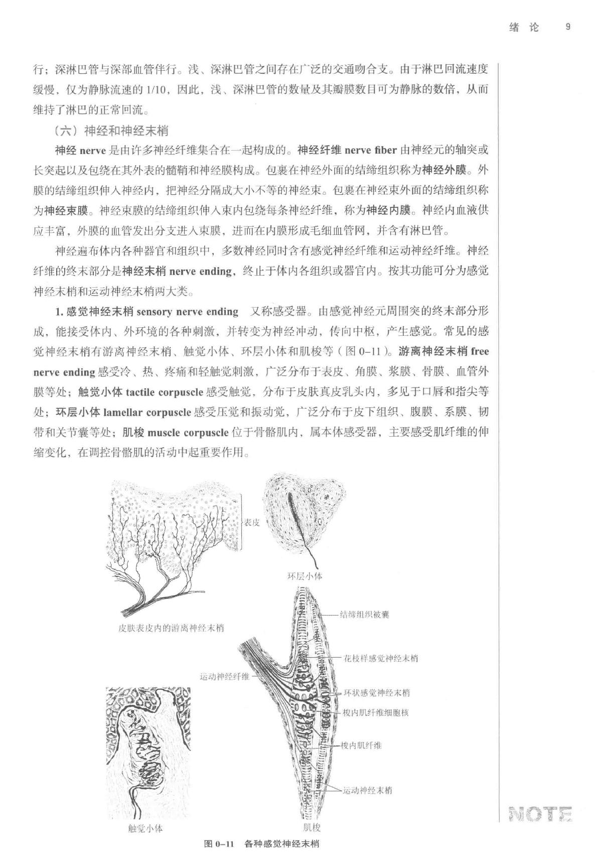 腧穴解剖学.pdf_第20页