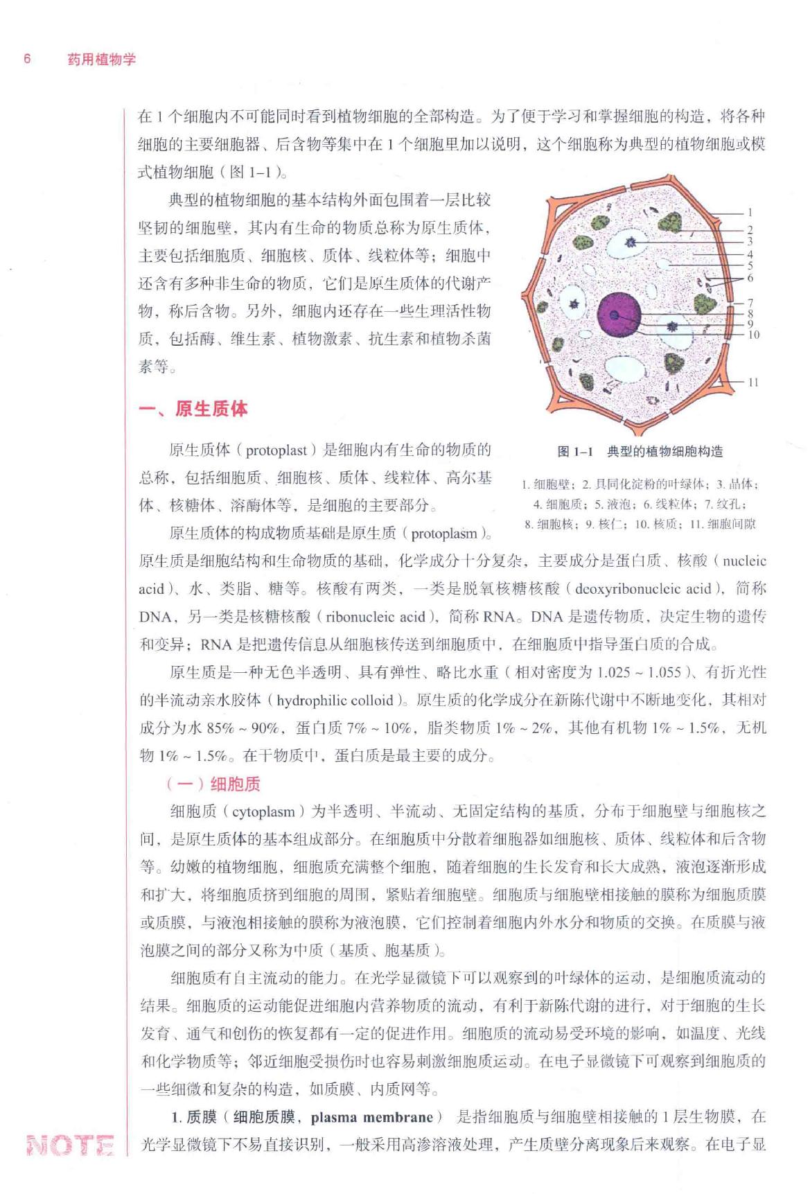 药用植物学  第4版.pdf_第20页