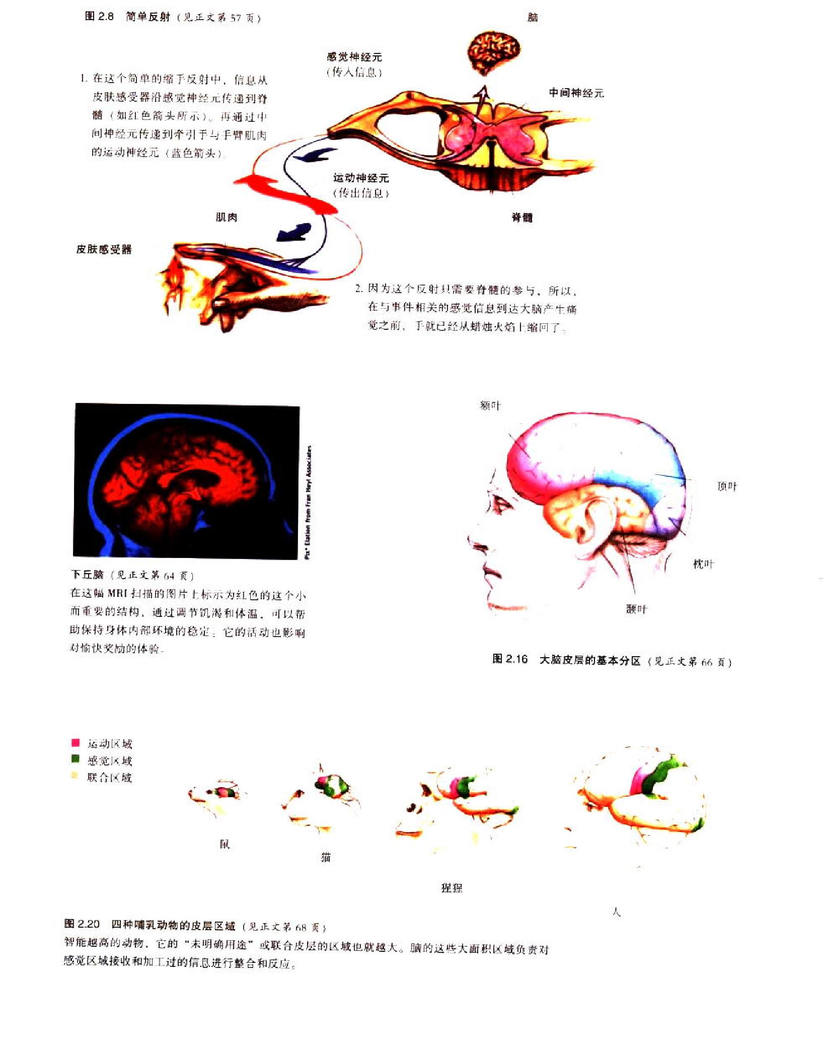 心理学(第7版，戴维·G·迈尔斯).pdf_第6页