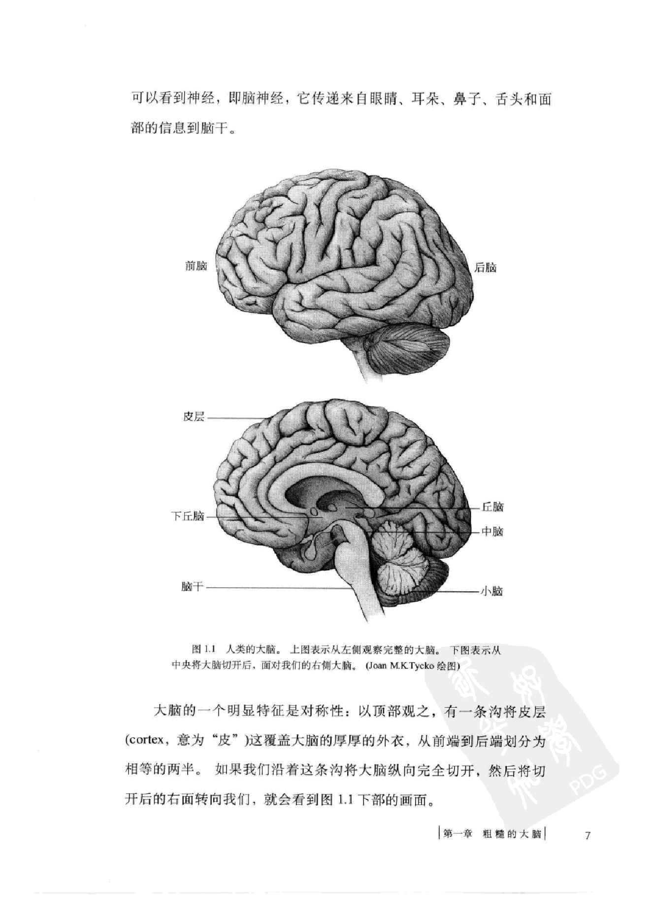 进化的大脑：赋予我们爱情、记忆和美梦 by 戴维·J·林登 第一部分.扫描版.pdf_第21页