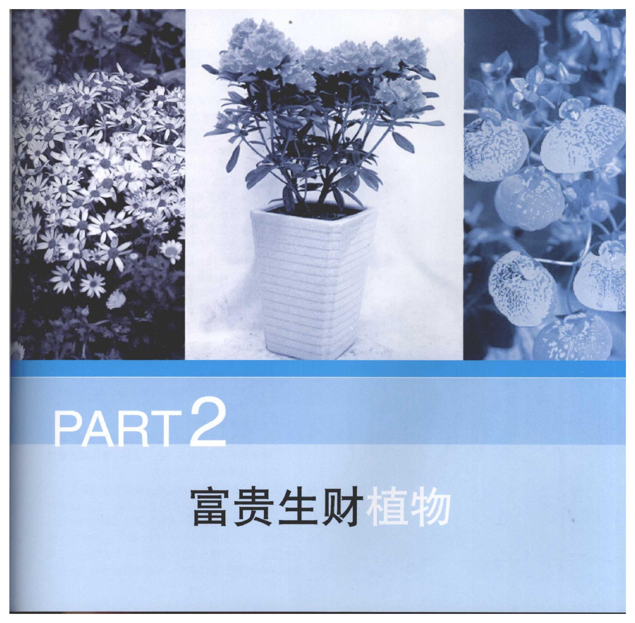 [家居风水植物].pdf_第13页