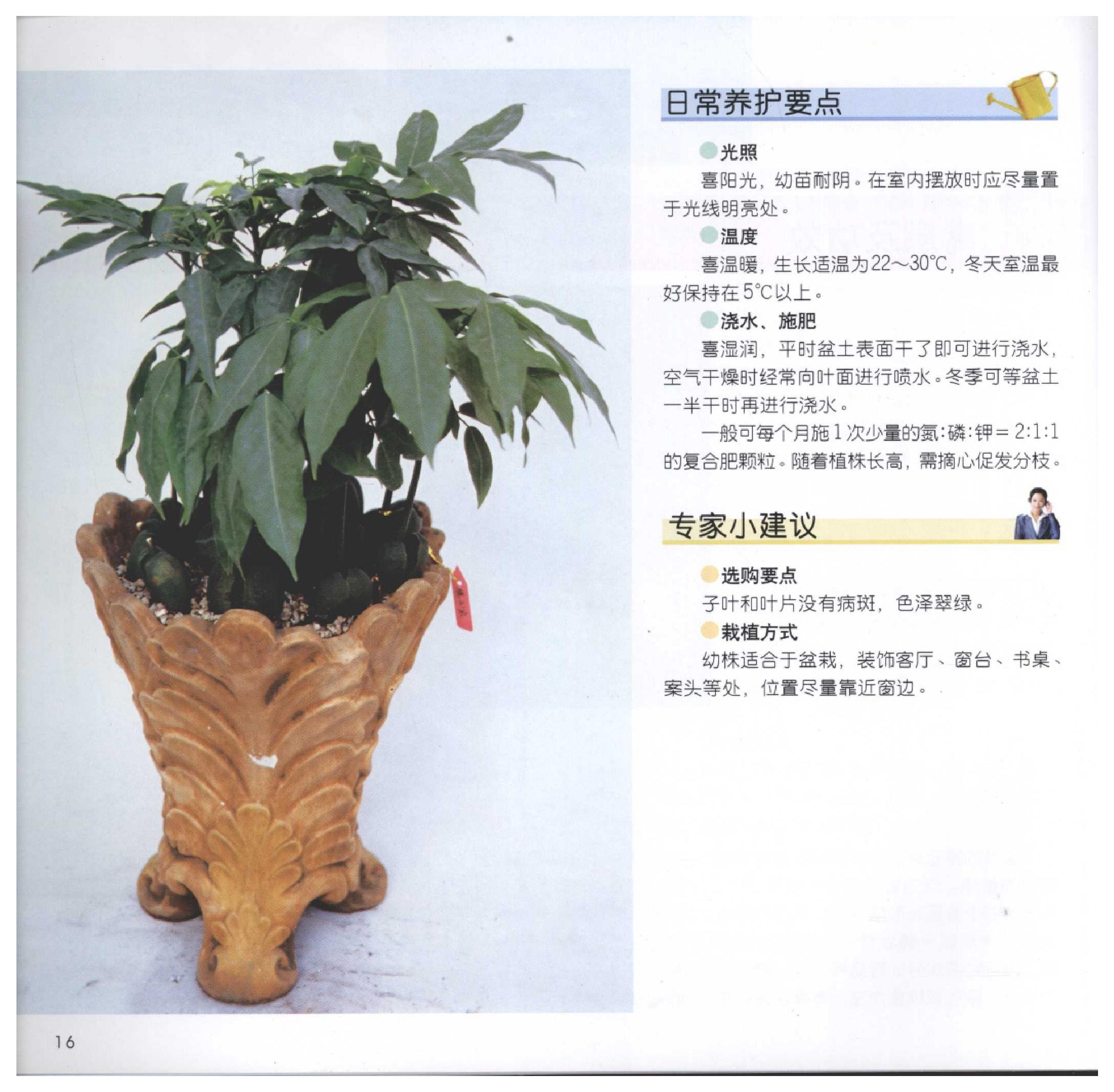 [家居风水植物].pdf_第16页