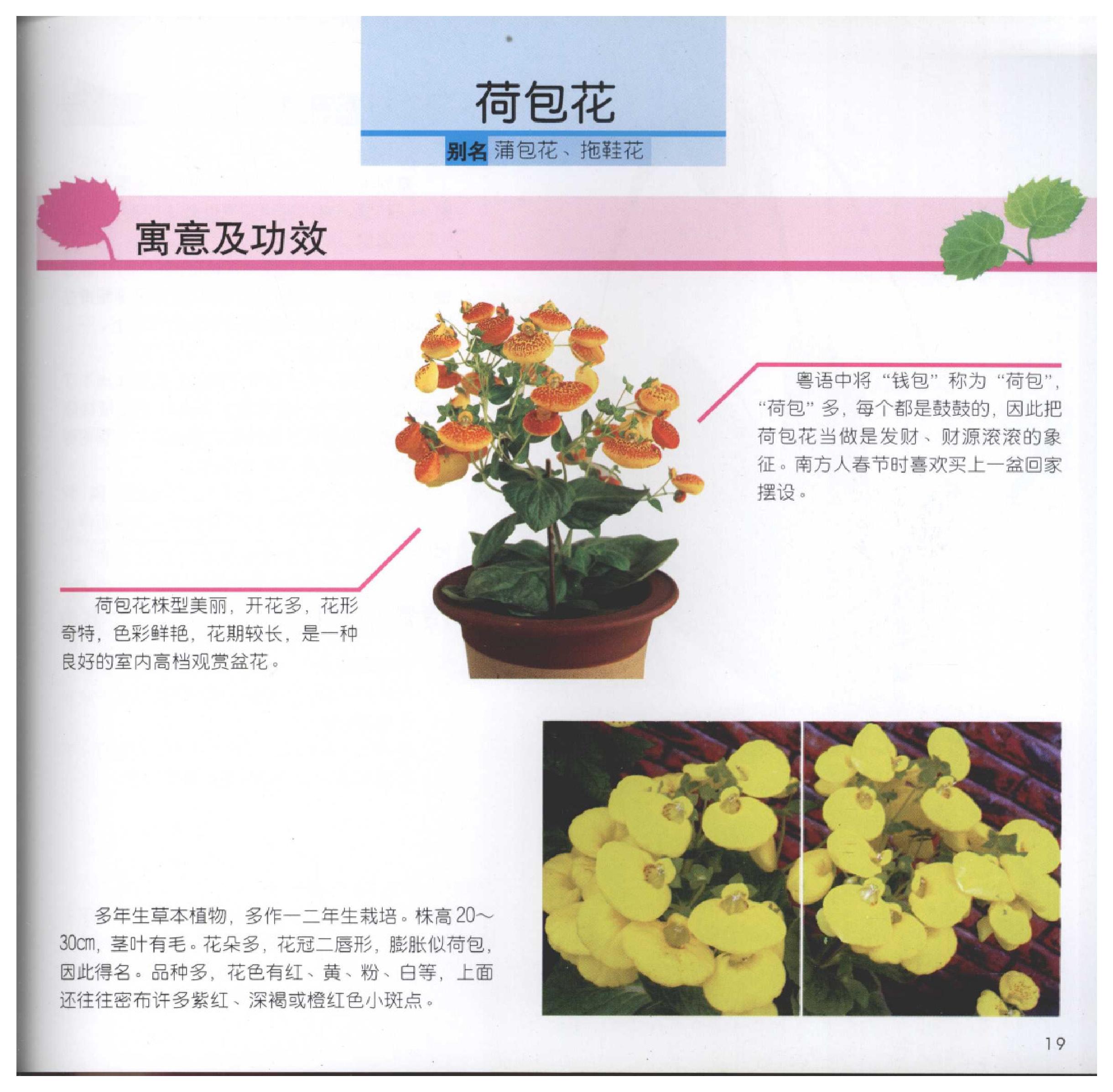 [家居风水植物].pdf_第19页