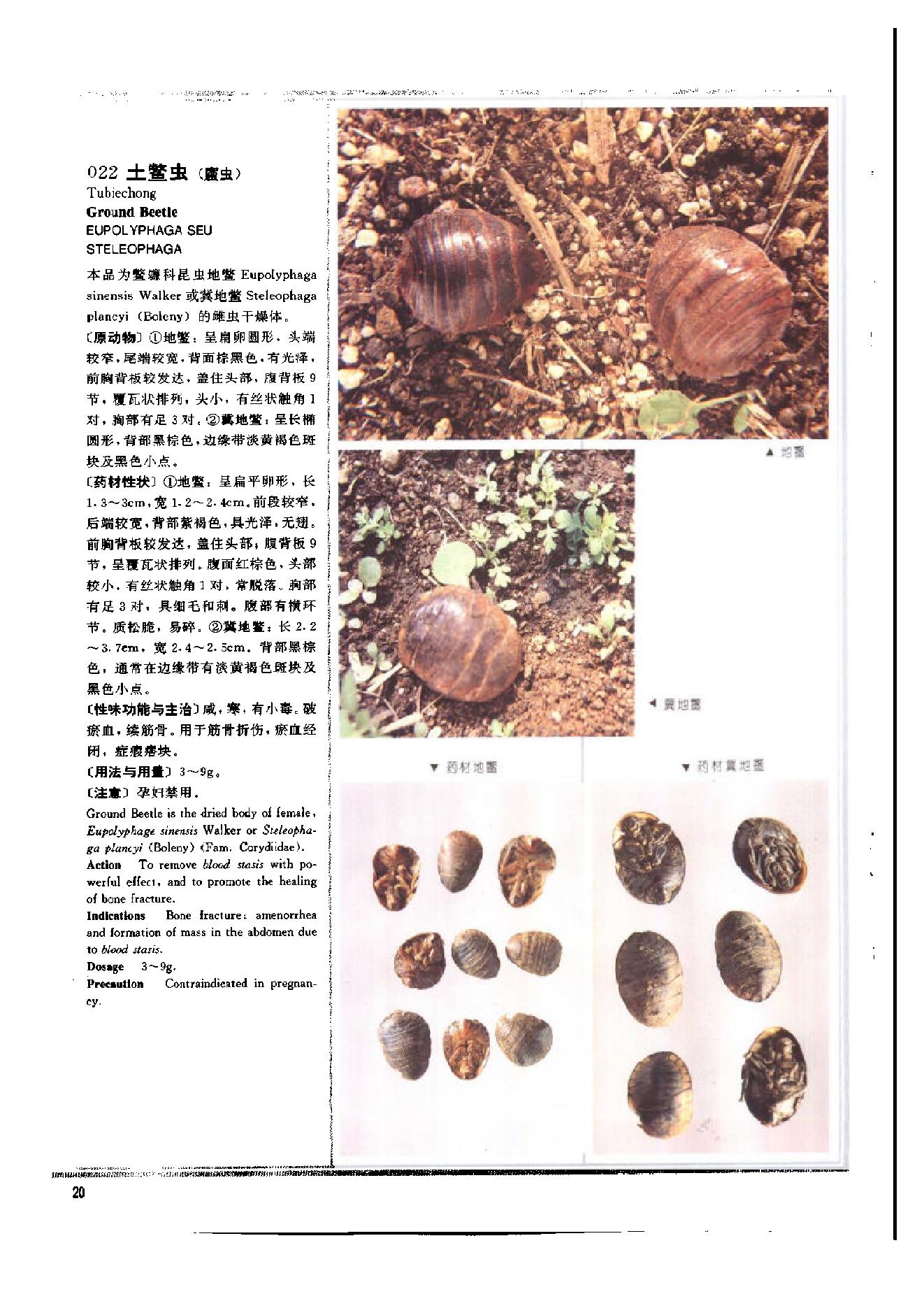 中医古籍-1995年中药典彩色图谱.pdf_第25页