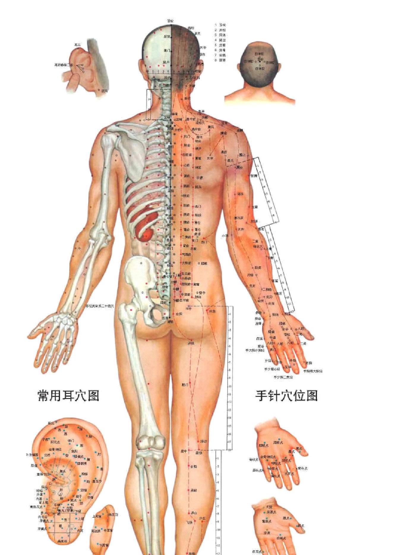 古籍书本[珍藏版]-人体按摩穴位示意图（超详细，超清晰，留存备用）.pdf_第16页