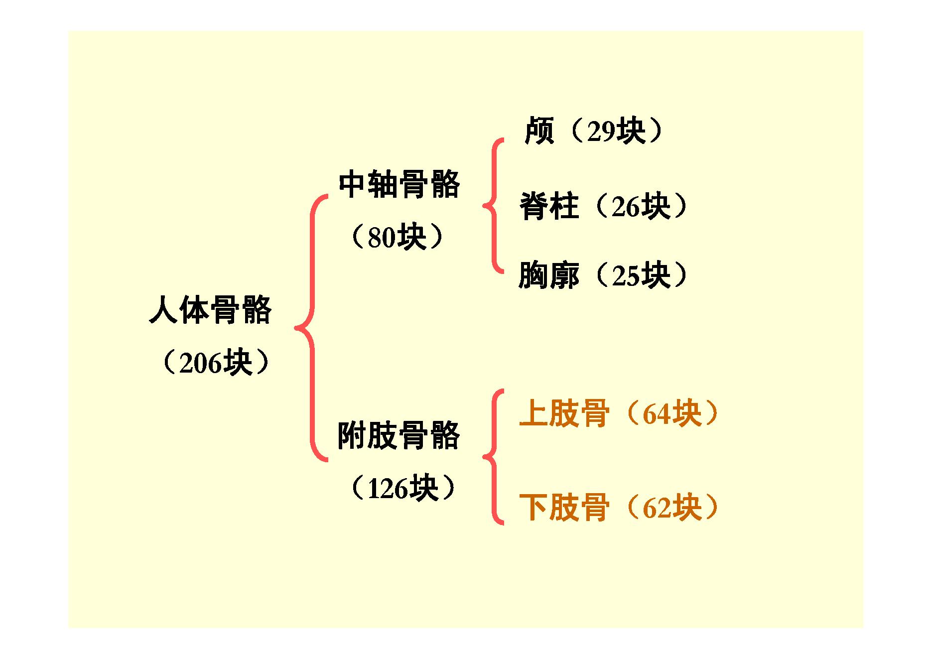 人体骨骼.pdf_第1页