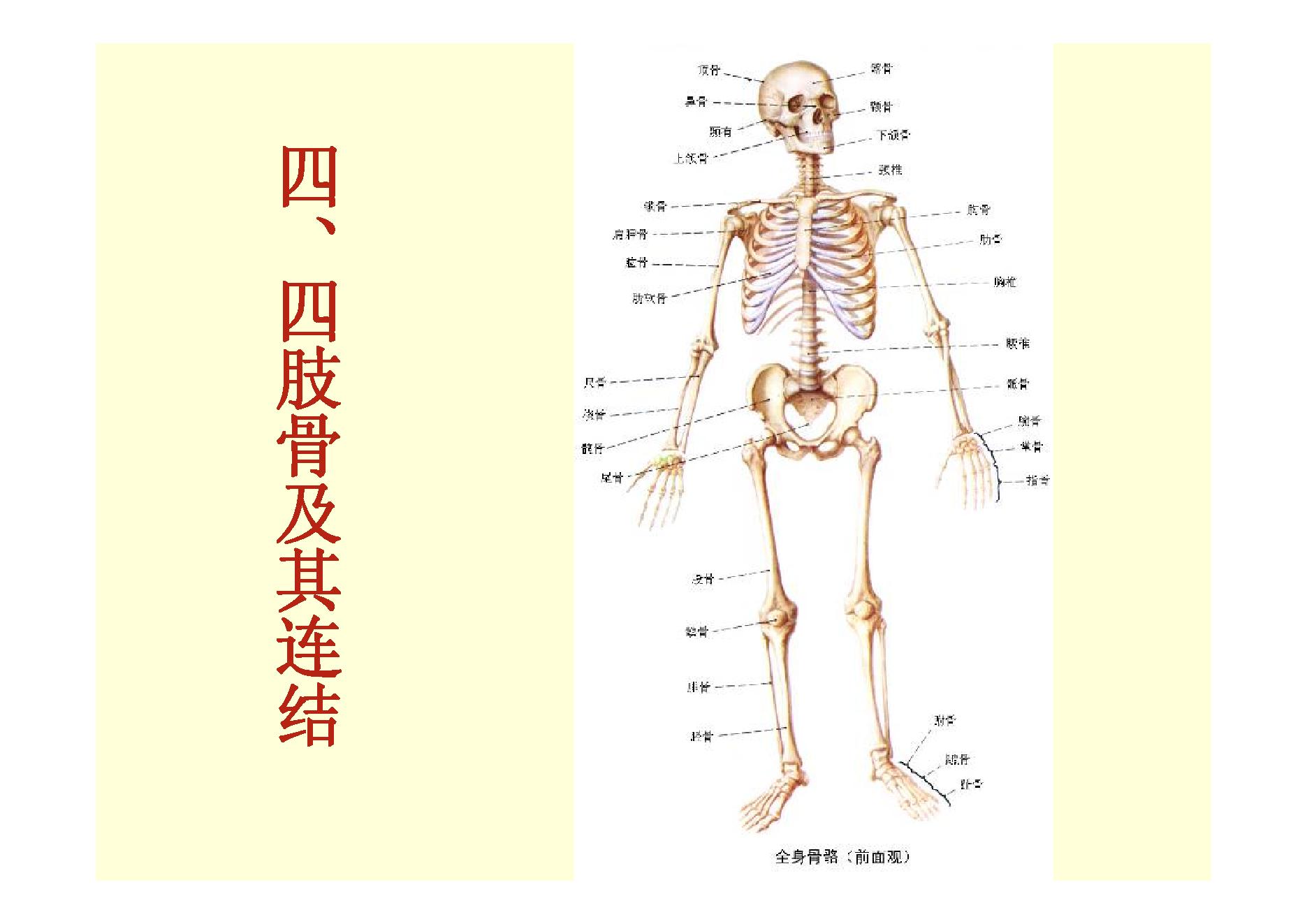 人体骨骼.pdf_第2页