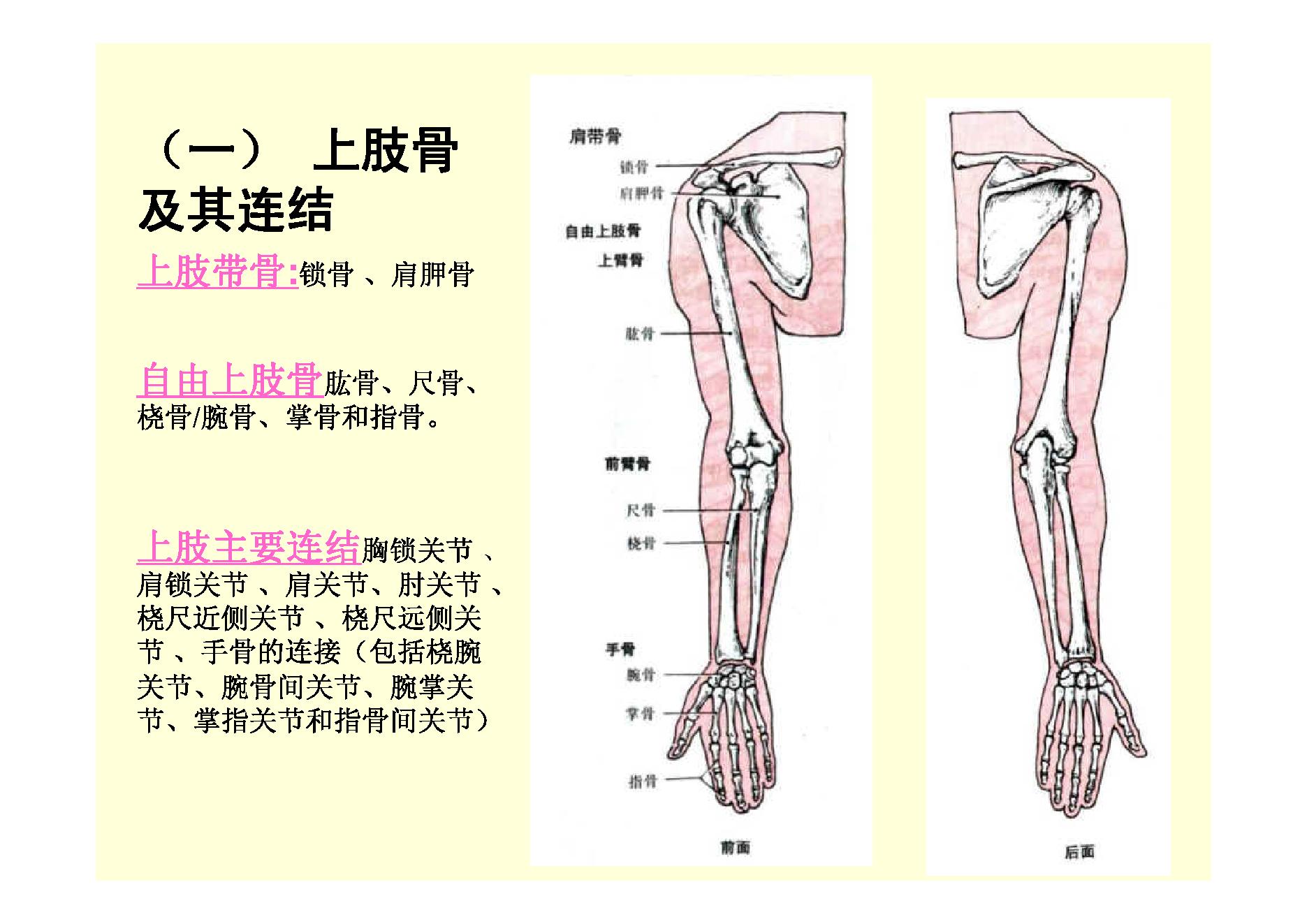 人体骨骼.pdf_第3页