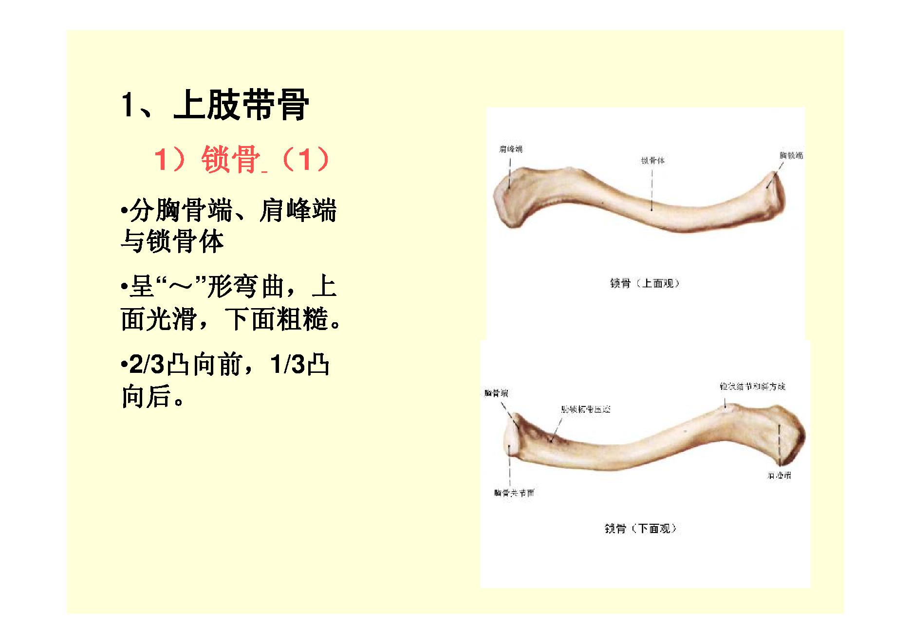 人体骨骼.pdf_第4页