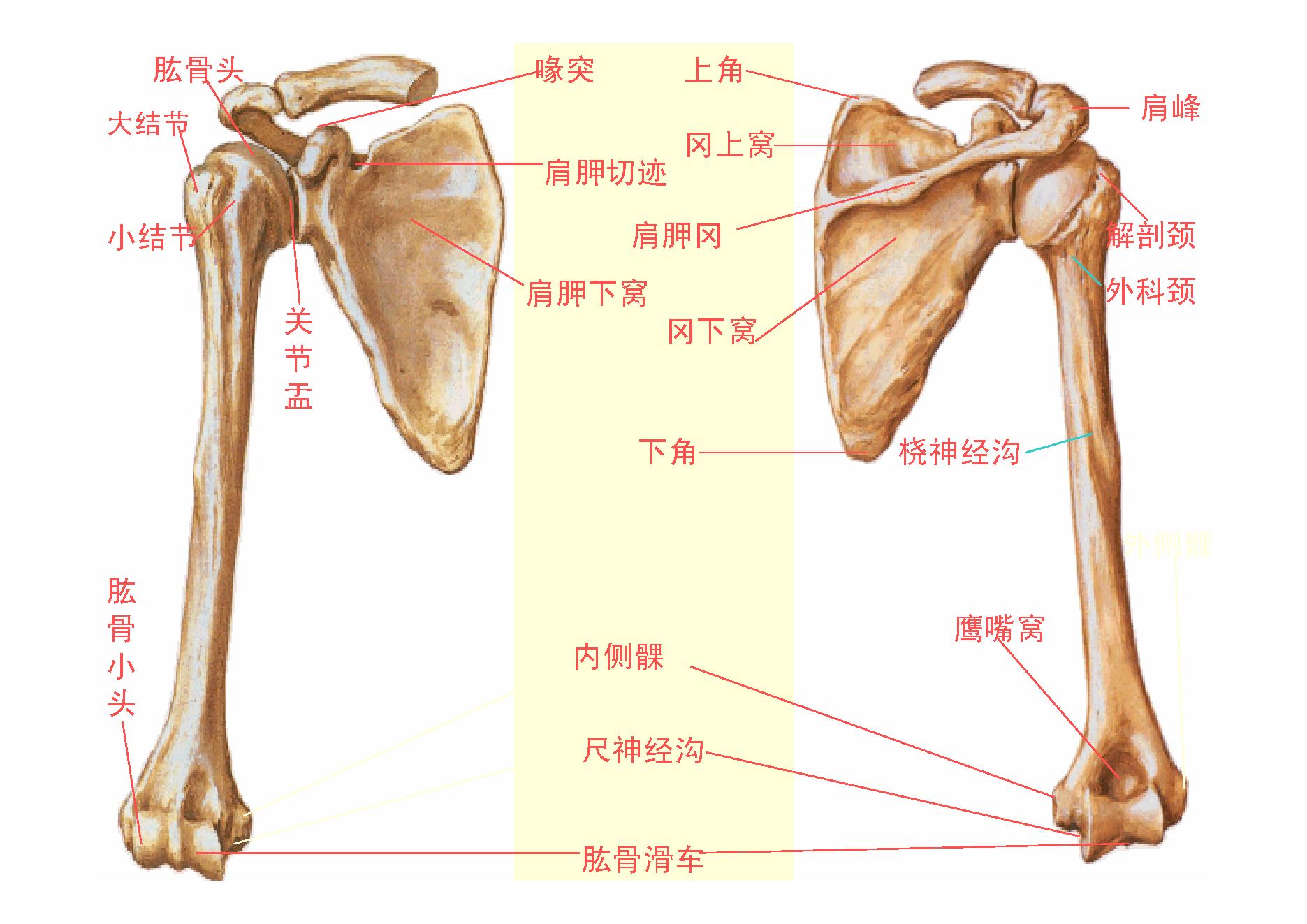 人体骨骼.pdf_第6页