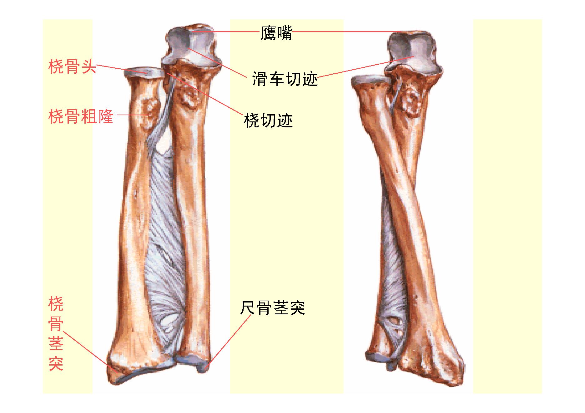 人体骨骼.pdf_第8页