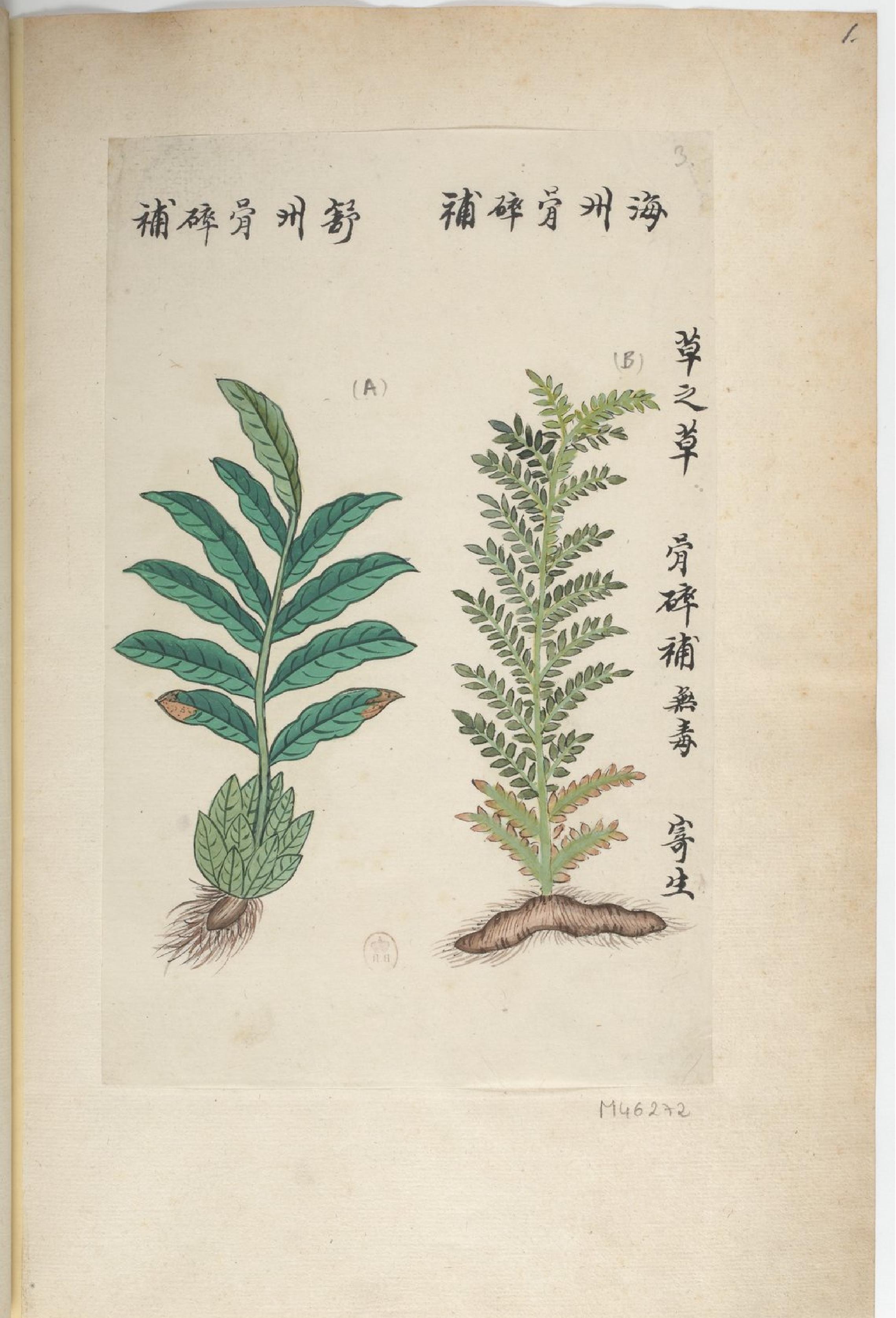 P#antes#de#a#Chine#中国自然历史绘画#植物#花鸟画谱#By#Pierre#Joseph#Buchoz等#19世纪.pdf_第5页