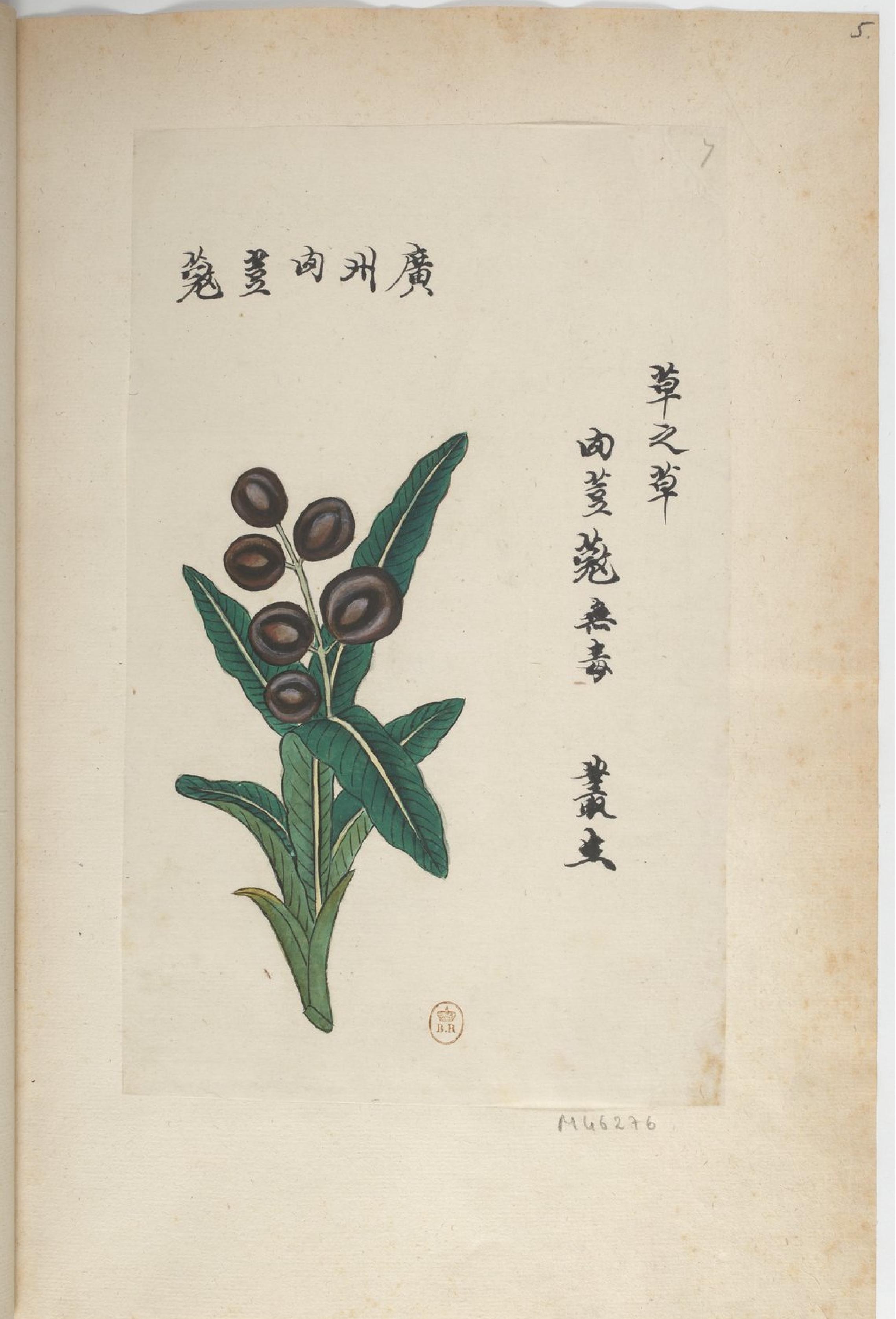 P#antes#de#a#Chine#中国自然历史绘画#植物#花鸟画谱#By#Pierre#Joseph#Buchoz等#19世纪.pdf_第9页