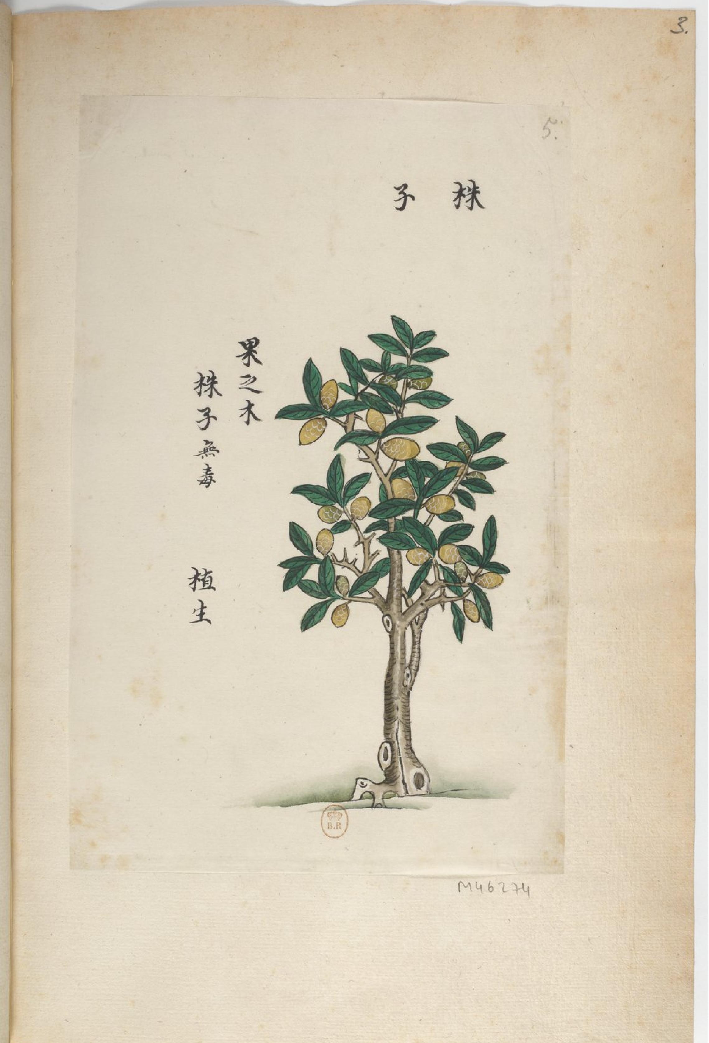 P#antes#de#a#Chine#中国自然历史绘画#植物#花鸟画谱#By#Pierre#Joseph#Buchoz等#19世纪.pdf_第7页