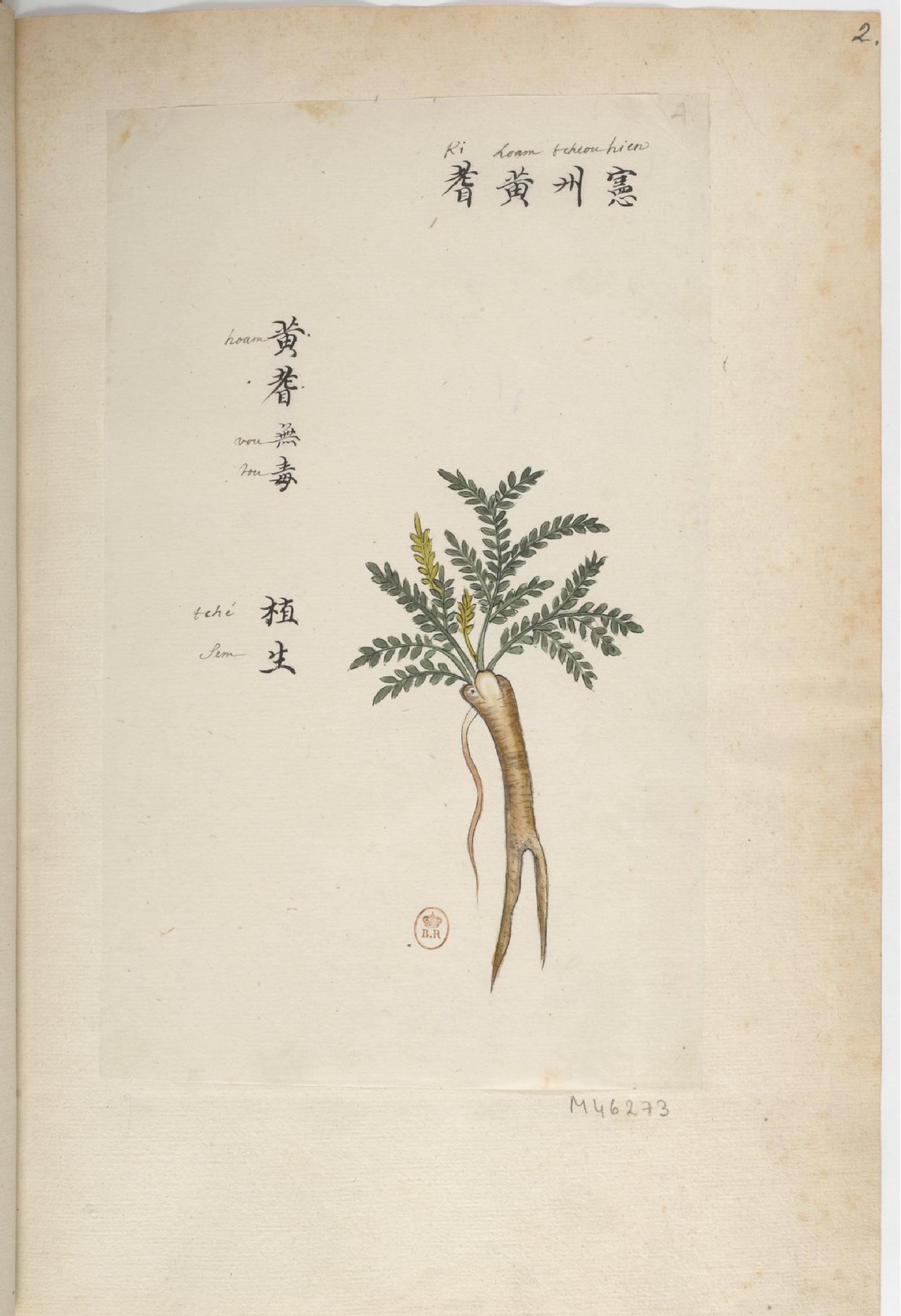 P#antes#de#a#Chine#中国自然历史绘画#植物#花鸟画谱#By#Pierre#Joseph#Buchoz等#19世纪.pdf_第6页