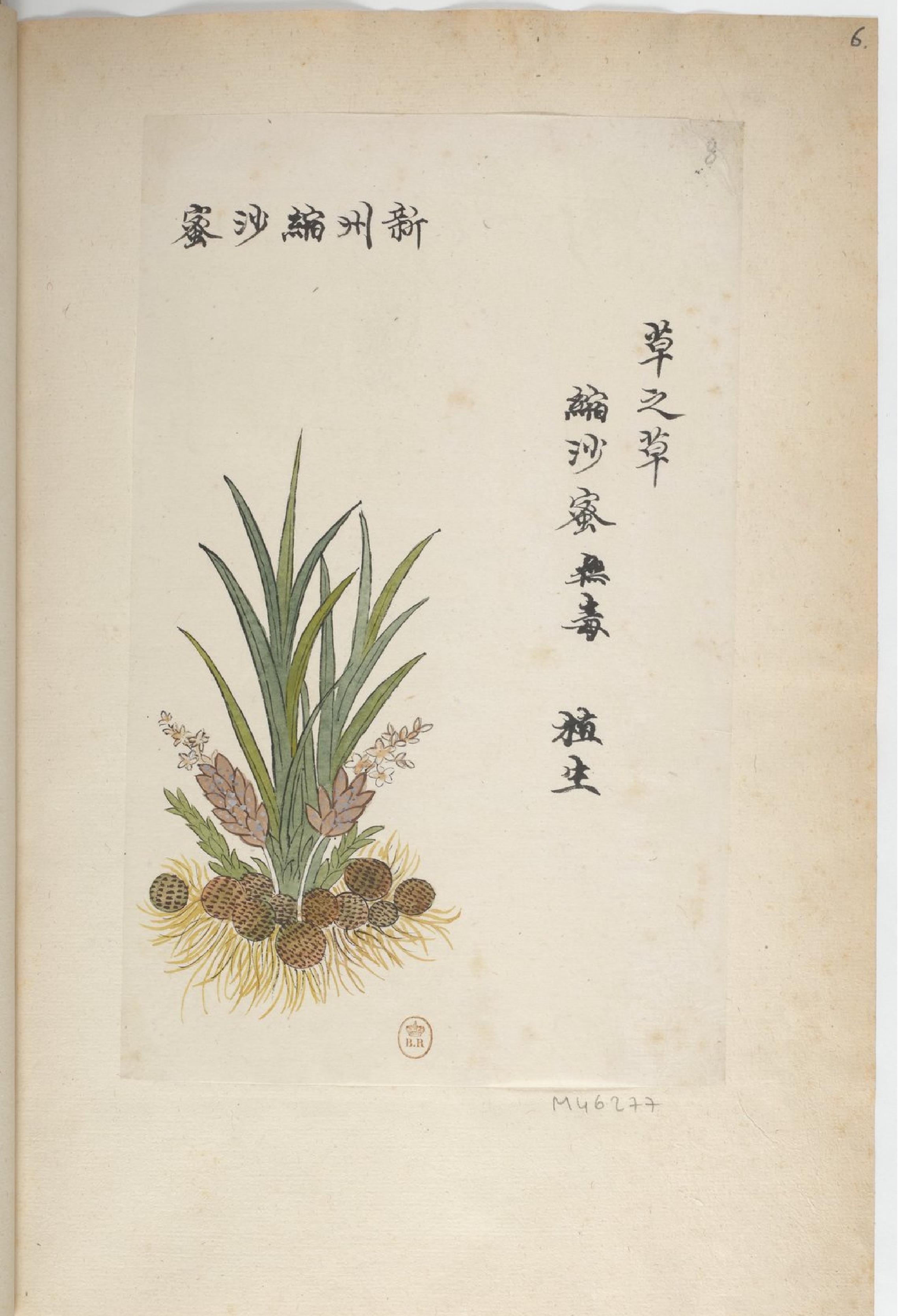 P#antes#de#a#Chine#中国自然历史绘画#植物#花鸟画谱#By#Pierre#Joseph#Buchoz等#19世纪.pdf_第10页