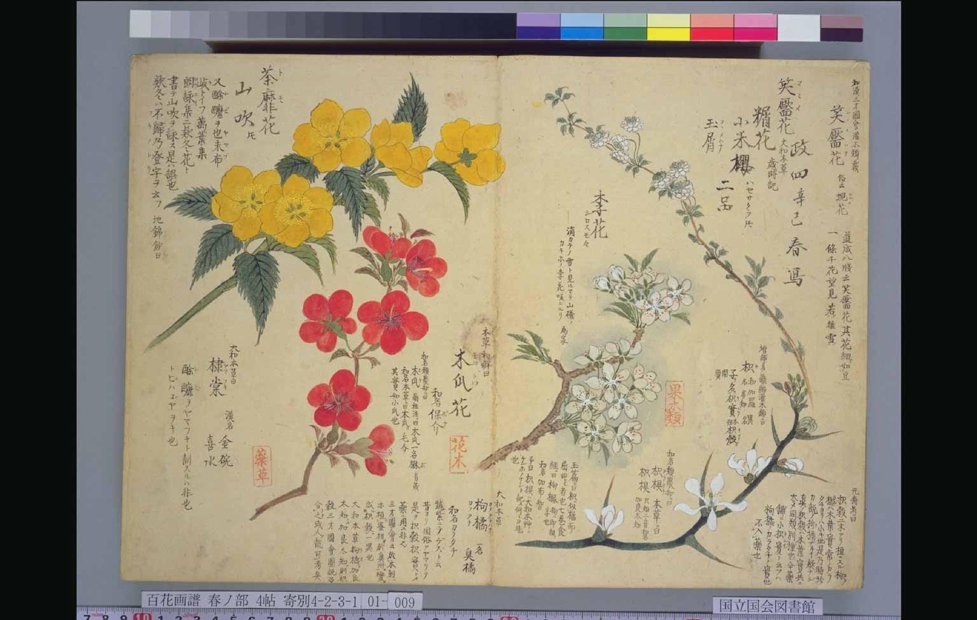 梅园百花画谱#春夏秋冬#毛利梅园#1825.pdf_第9页